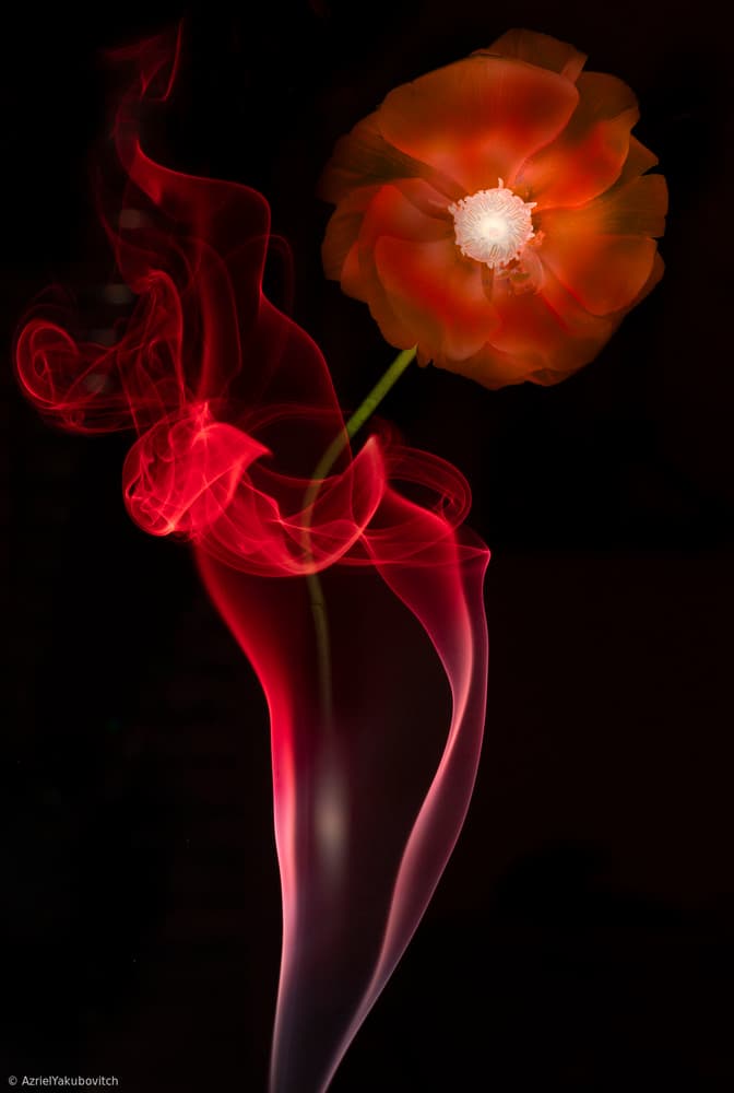 Vibrant Poppy Smoke by Azriel Yakubovitch — canvas wall art