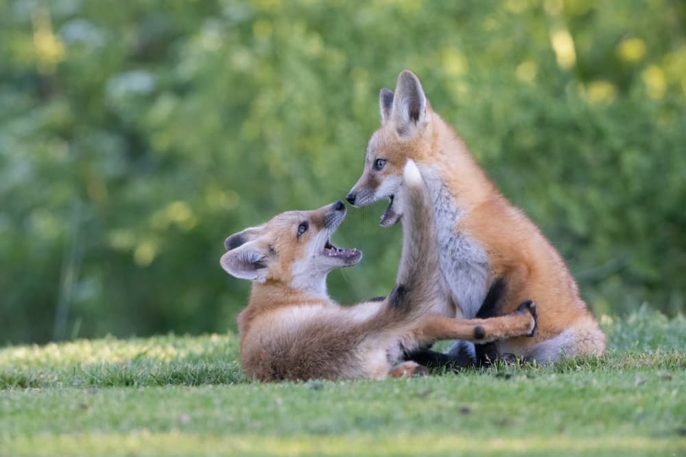 Playful Fox Kits by Bill Lu — canvas wall art