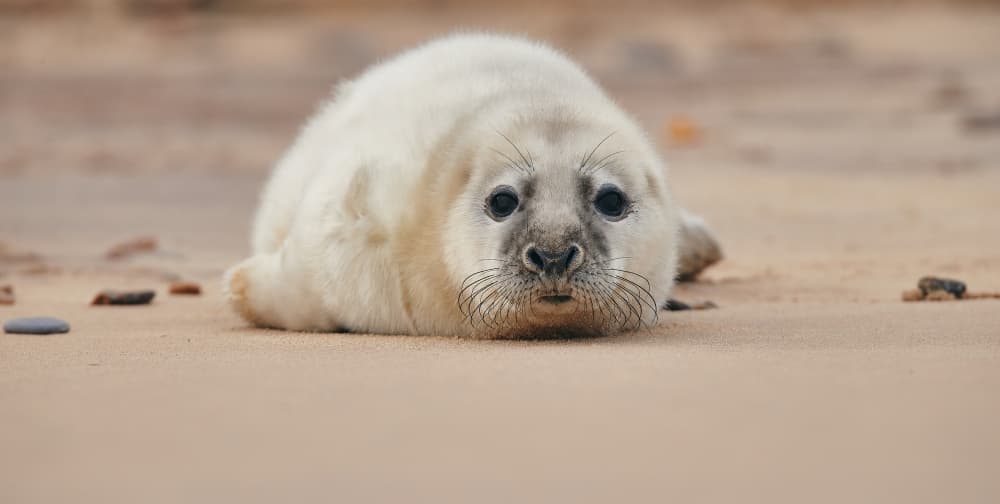 Adorable Seal Pup by Stuart Williams — canvas wall art