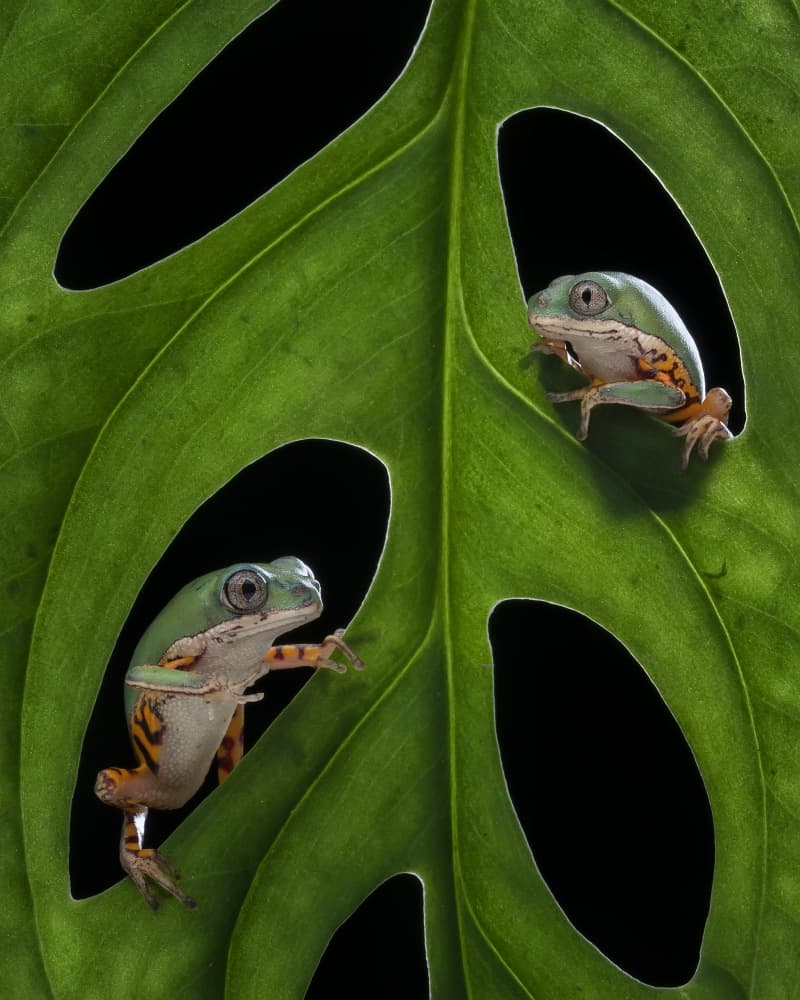 Curious Frogs on Leaf by Tantoyensen — canvas wall art