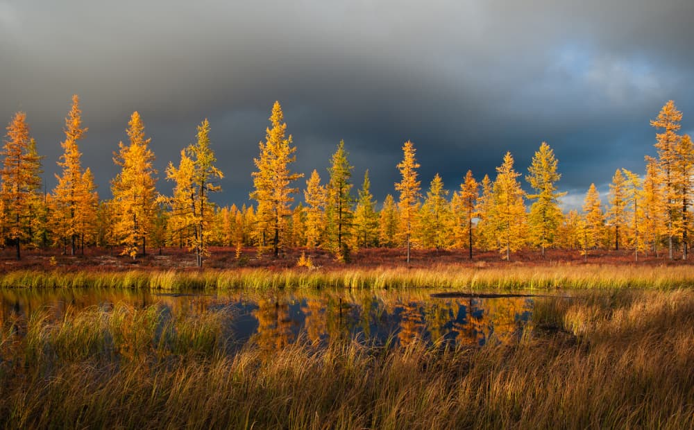 Golden Autumn Reflections by Andrey Snegirev — canvas wall art