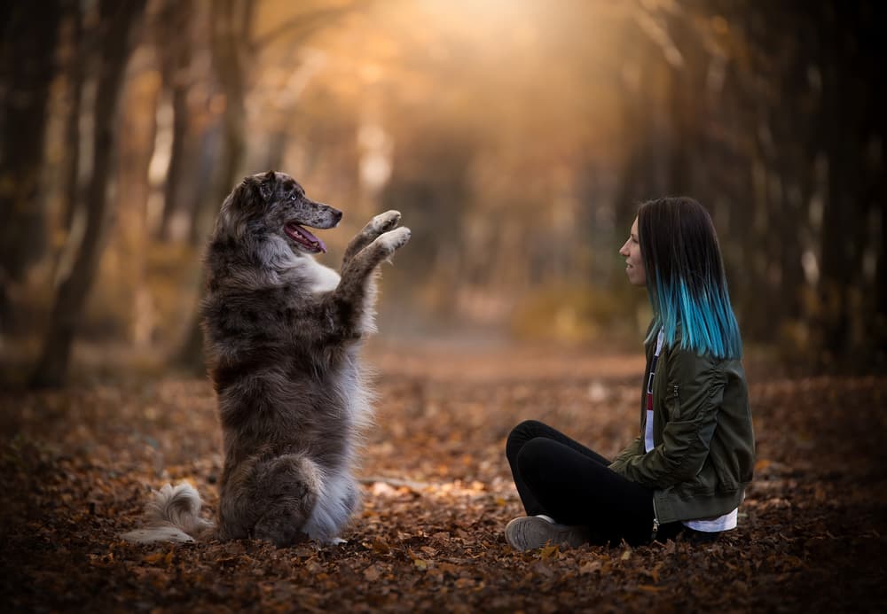 Playful Dog Girl Autumn by Dejana — canvas wall art