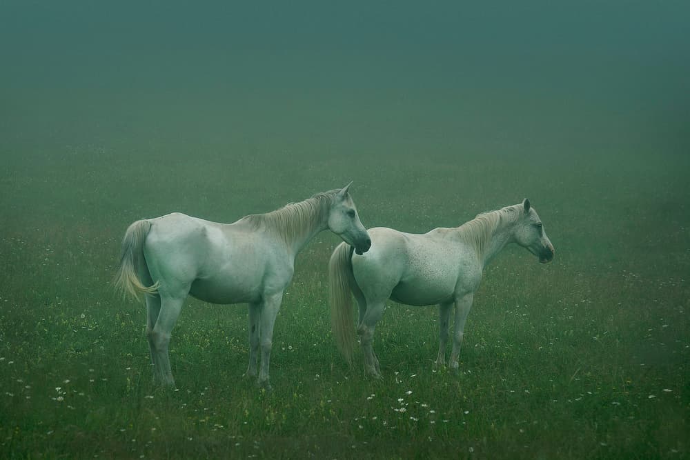 Ethereal White Horses by Ekkachai Khemkum — canvas wall art