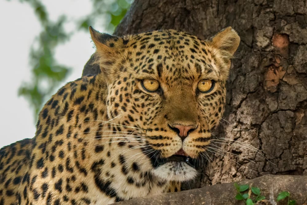 Leopard's Watchful Gaze by Etienne Steenkamp — canvas wall art