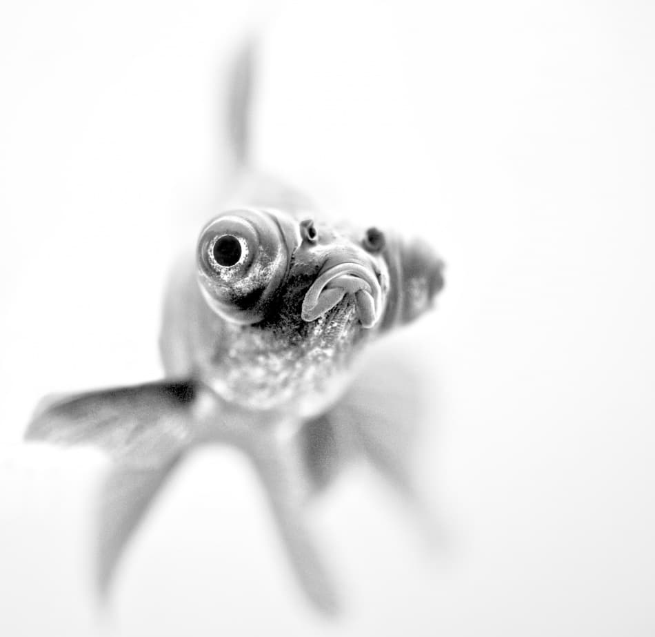 Curious Goldfish Eyes by Paul — canvas wall art