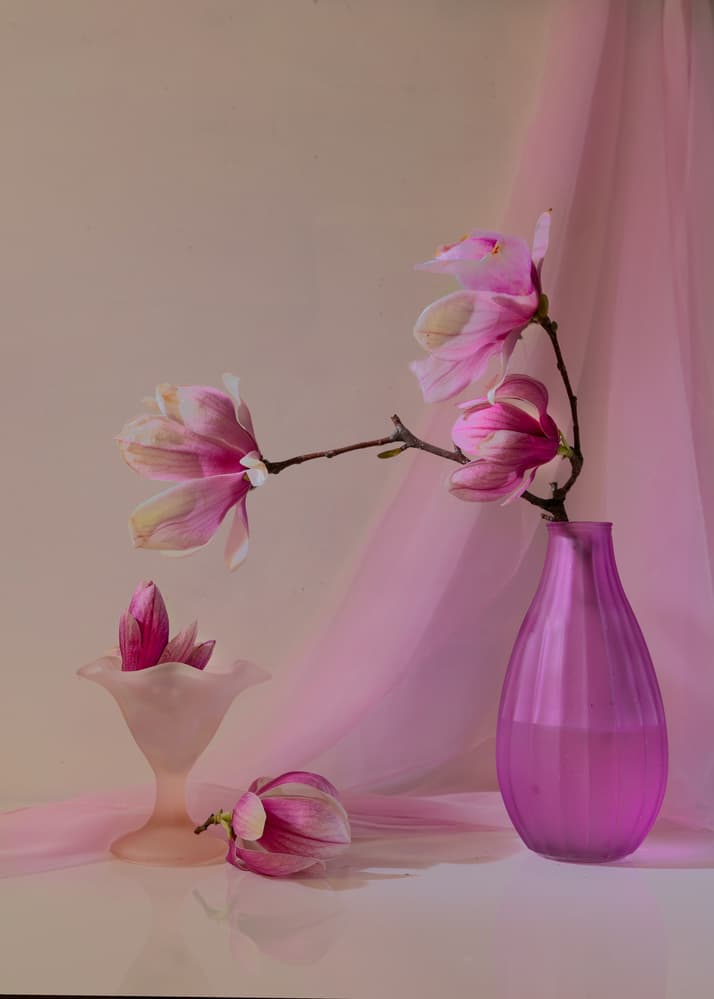 Soft Pink Magnolias by Wendy Xu — canvas wall art