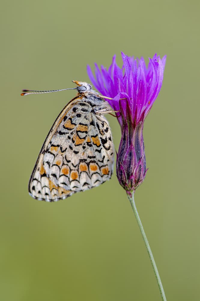 Butterfly On Purple Flower by Eyal Amer — canvas wall art