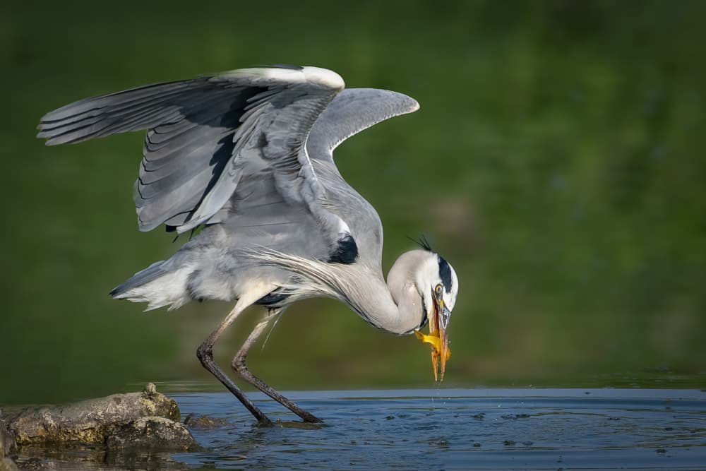 Grey Heron Catches Fish by Mallal Moshe — canvas wall art