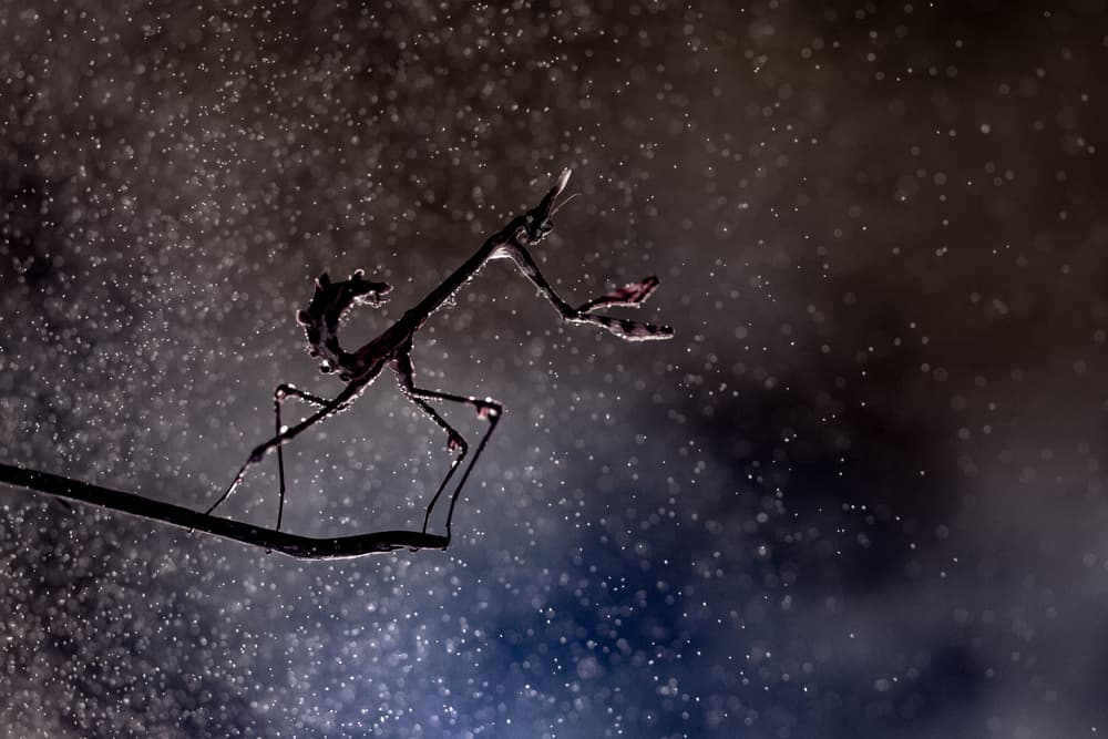 Stick Insect Silhouette by Barré Thierry — canvas wall art