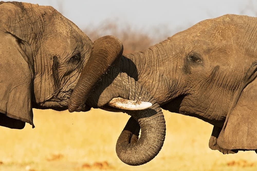 Elephant Trunk Connection by Marco Pozzi — canvas wall art