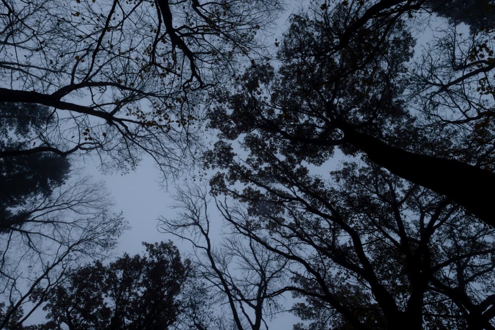 Looking Up 1 by Mareike Böhmer — canvas wall art