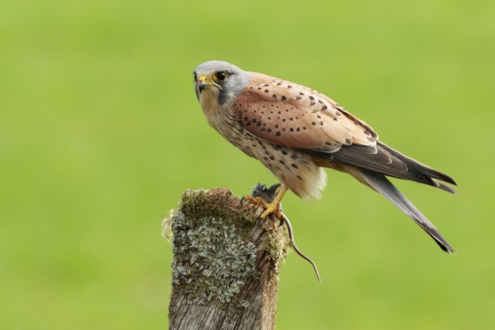Perched Kestrel with Prey by Prashant Meswani — canvas wall art