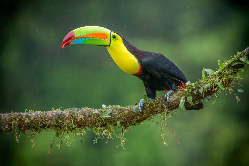 Vibrant Rainforest Toucan by Renee Doyle — canvas wall art