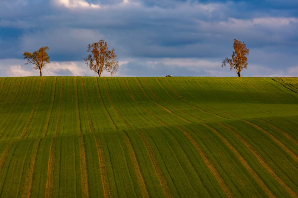 Golden Trees Rolling Hills by Peter Hrabinsky — canvas wall art
