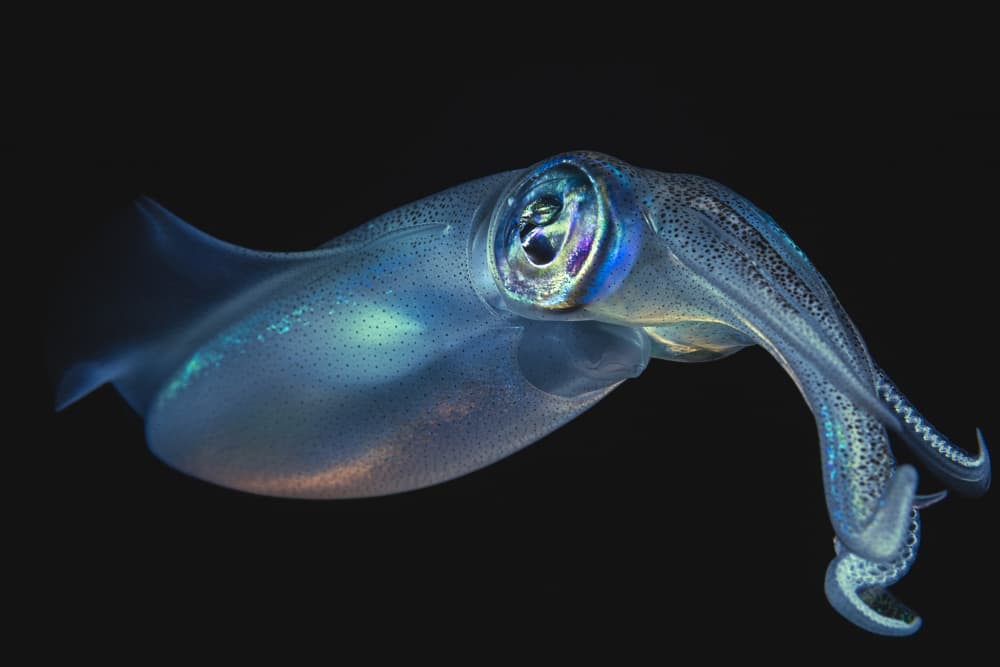 Iridescent Blue Squid by Barathieu Gabriel — canvas wall art