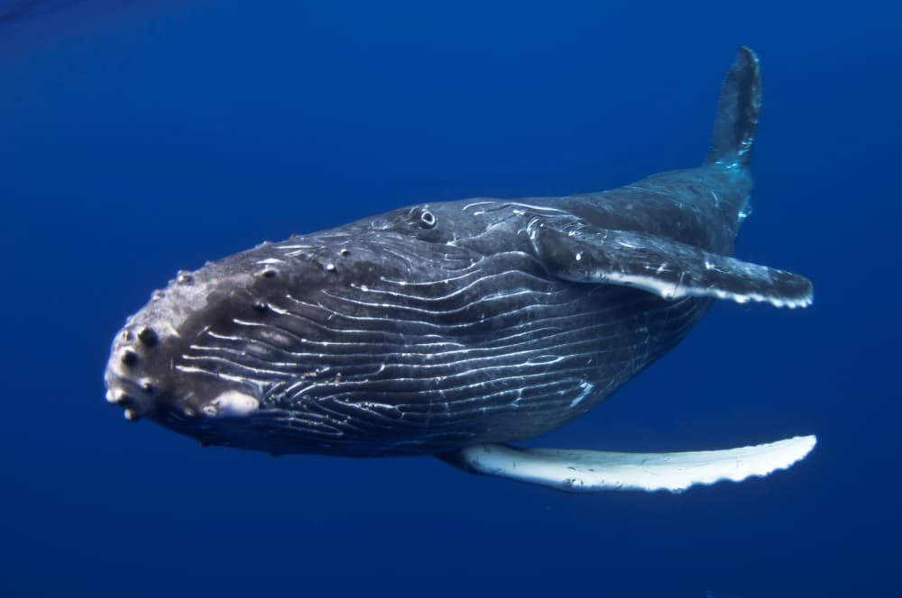 Majestic Humpback Whale by Cédric Péneau — canvas wall art
