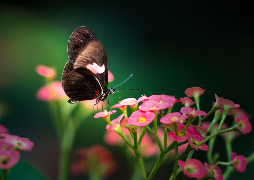 Vibrant Butterfly Bloom by Ling  Lu — canvas wall art
