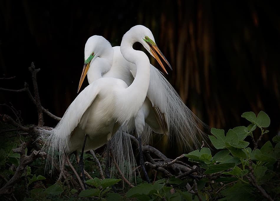 Elegant Egret Pair by Fabiola Forns — canvas wall art
