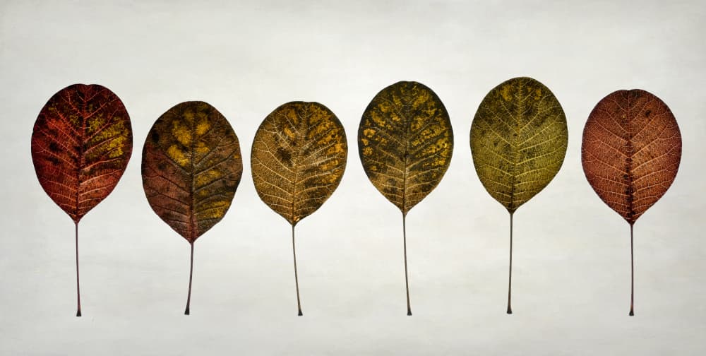 Autumn Leaf Gradient by Lotte Grønkjær — canvas wall art