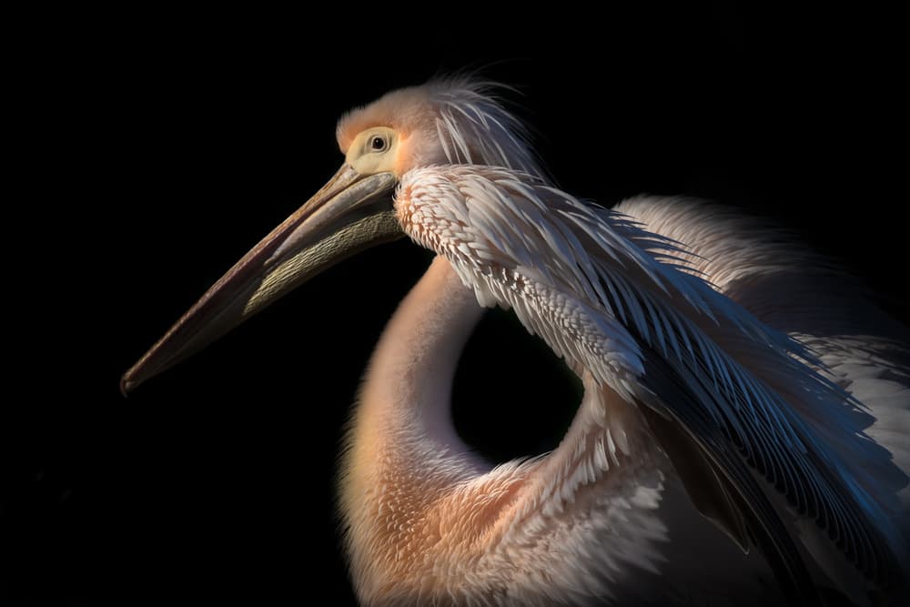 Elegant Pelican Portrait by Natalia Rublina — canvas wall art
