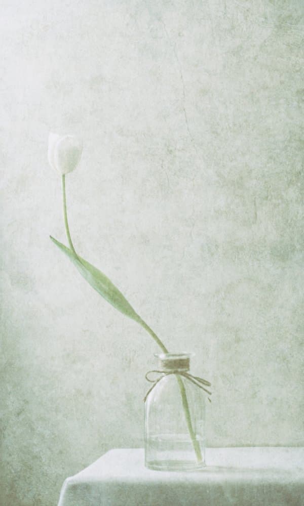Serene White Tulip by Delphine Devos — canvas wall art