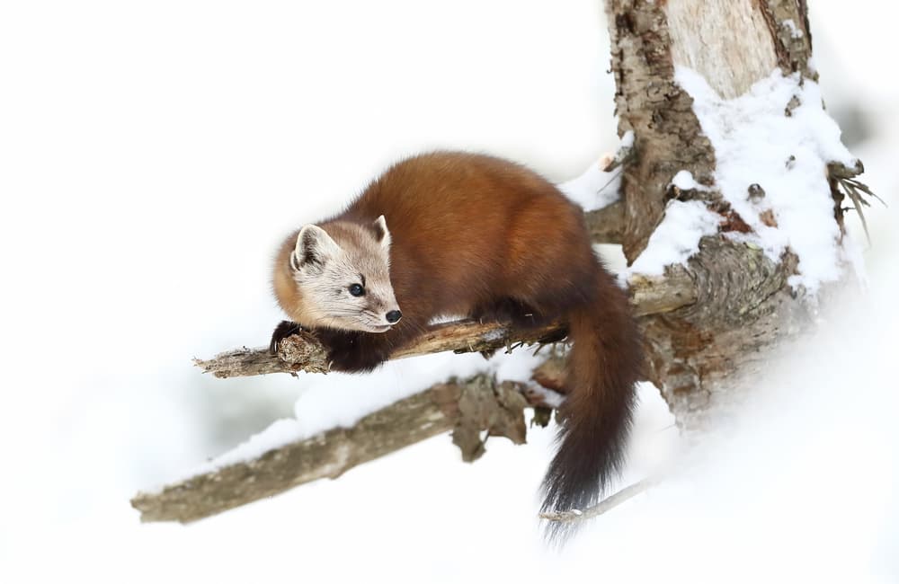 Marten on Snowy Branch by Jim Cumming — canvas wall art