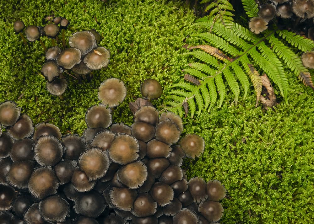 Woodland Mushroom Cluster by Hamed Bank — canvas wall art
