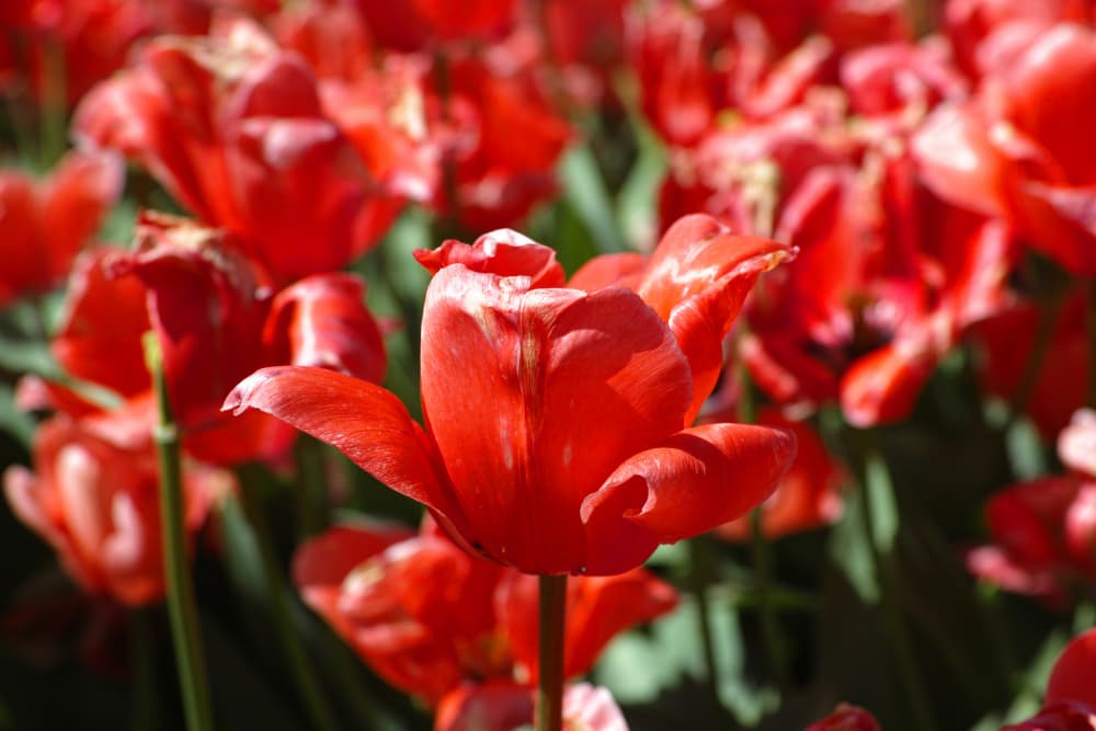 Vibrant Red Tulips by engin akyurt — canvas wall art