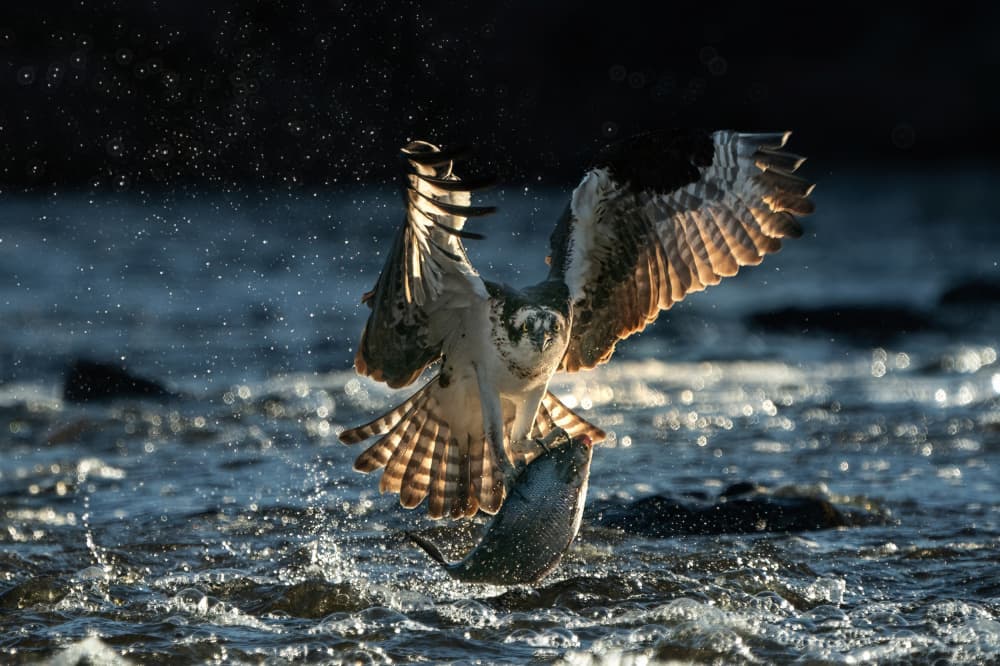 Osprey's Golden Catch by Rob Li — canvas wall art