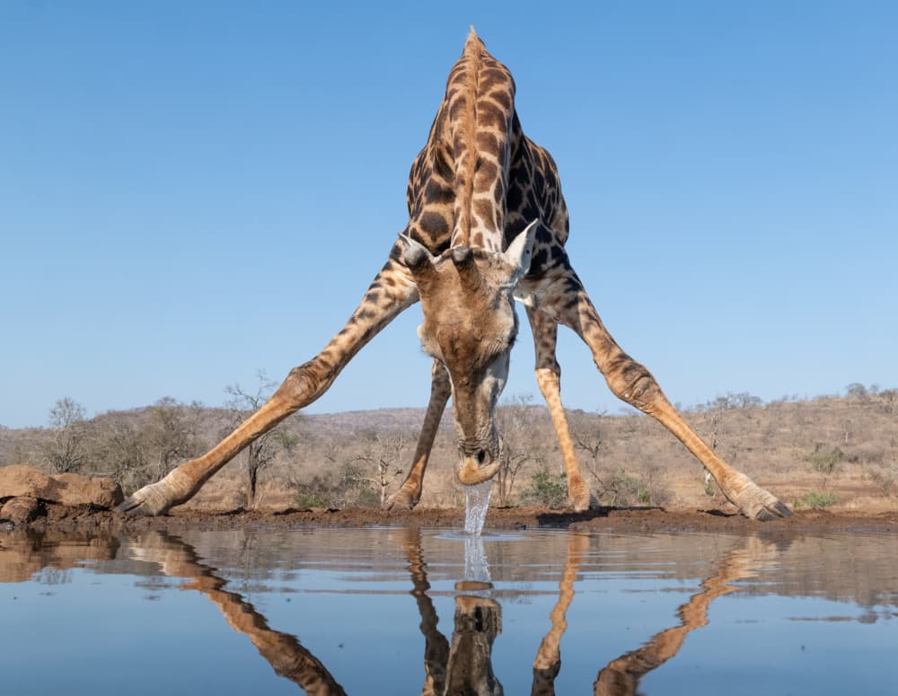 Thirsty Giraffe Reflection by Bart Michiels — canvas wall art