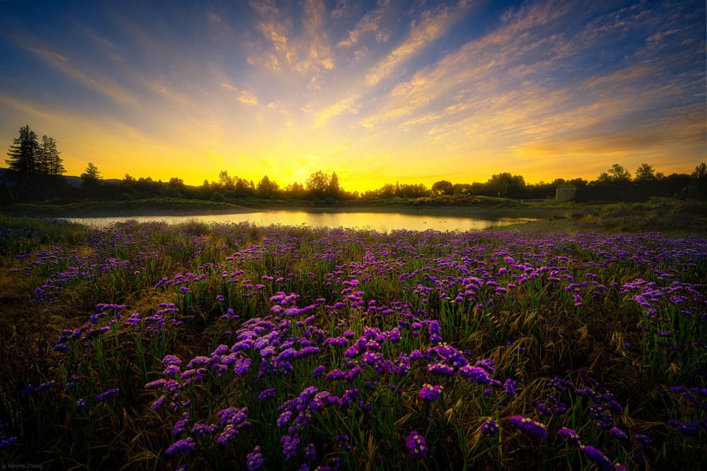 Purple Fields Sunset by Johnny Zhang — canvas wall art