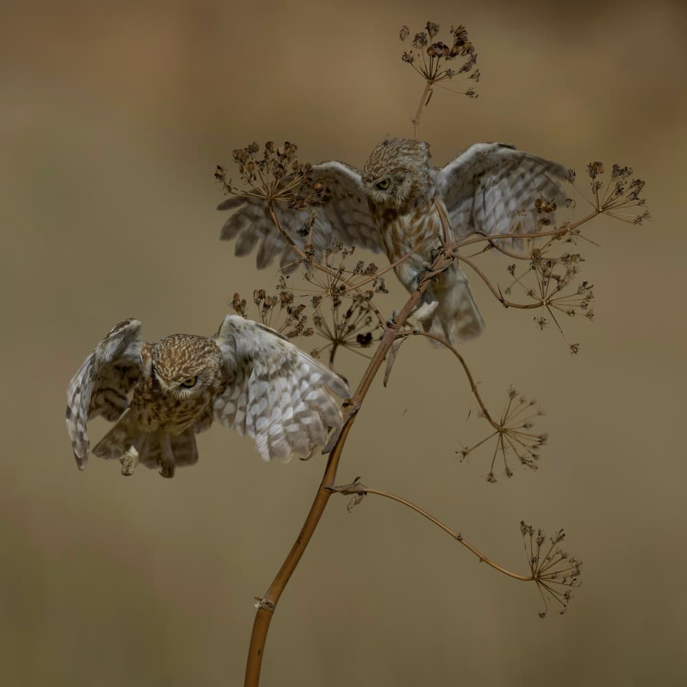 Little Owls in Motion by David Manusevich — canvas wall art