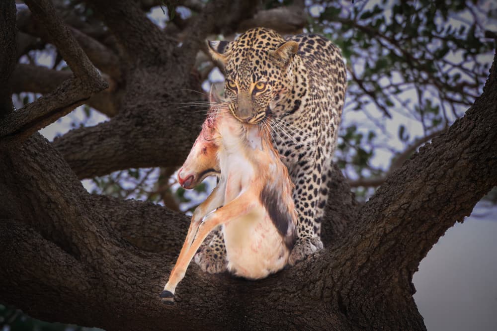 Leopard with Prey in Tree by Jeffrey C. Sink — canvas wall art