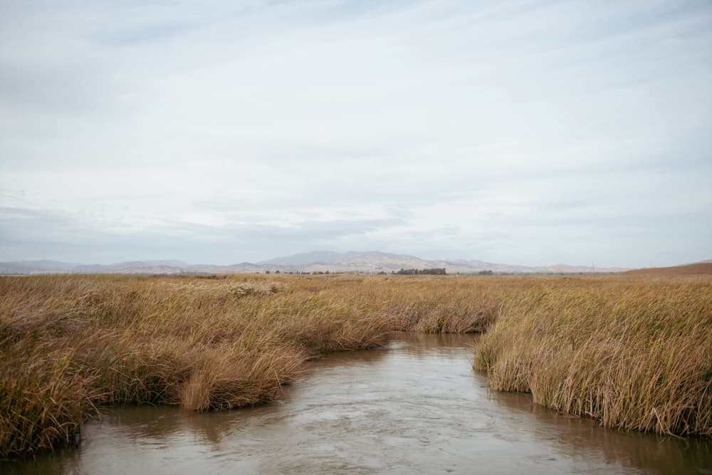 Winding River Through Marsh by Crystal Lynn Collins — canvas wall art