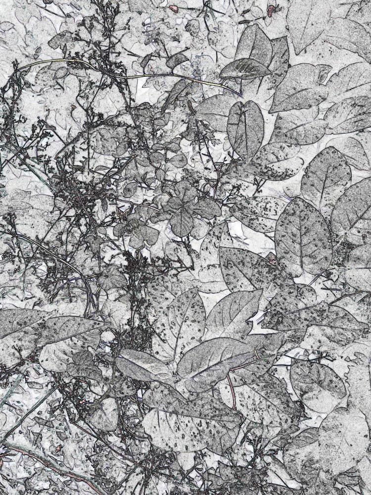 Botanical Sketchwork by Santhosh ch — canvas wall art