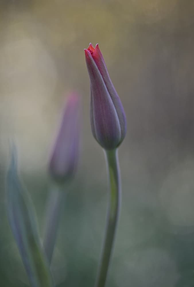 Soft Pink Tulip Bud by Lotte Grønkjær — canvas wall art
