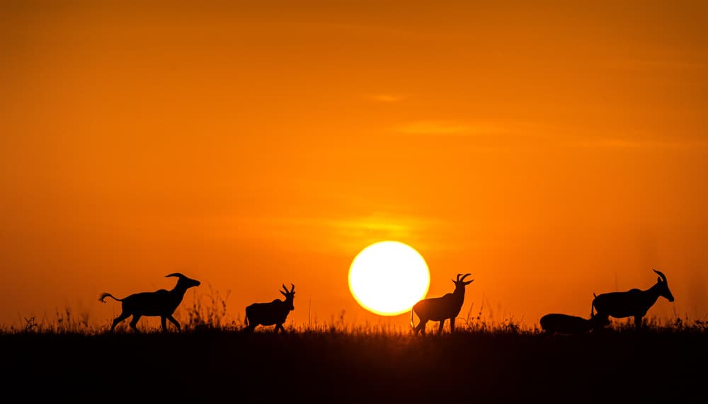 Majestic Safari Sunset by Jie Fischer — canvas wall art