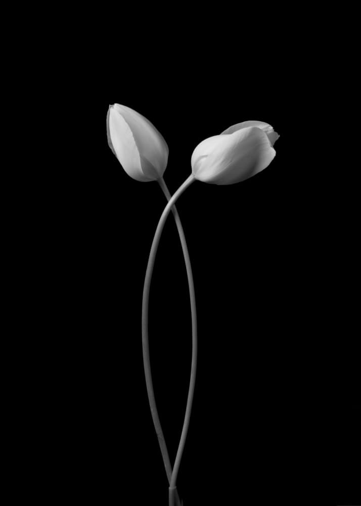 Elegant Tulip Embrace by Tony Xu — canvas wall art