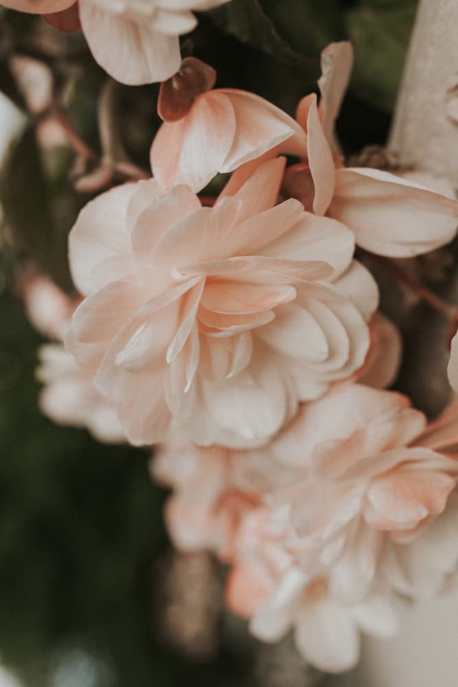 Delicate Pink Blooms by Claudia Casal — canvas wall art