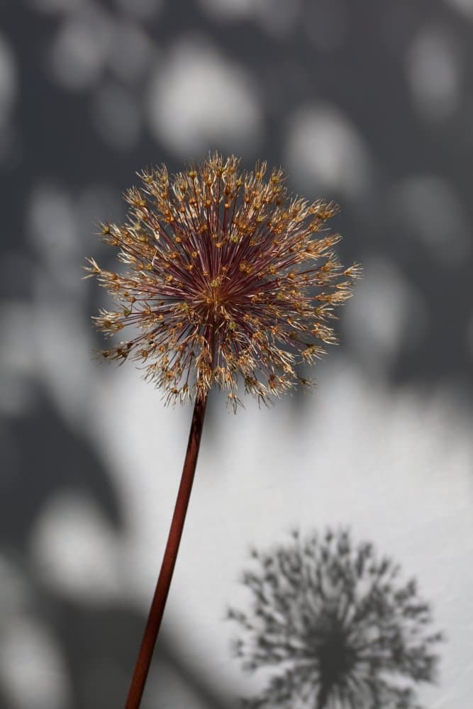 Dried Allium Shadow by Pictufy Studio III — canvas wall art