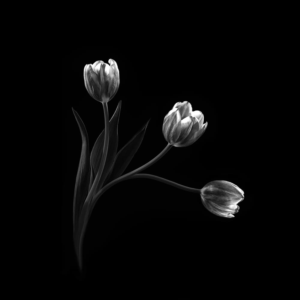 Elegant Black White Tulips by Sophie Pan — canvas wall art