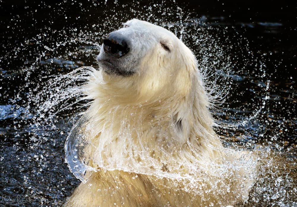 Polar Bear Splash by Riekus Reinders — canvas wall art