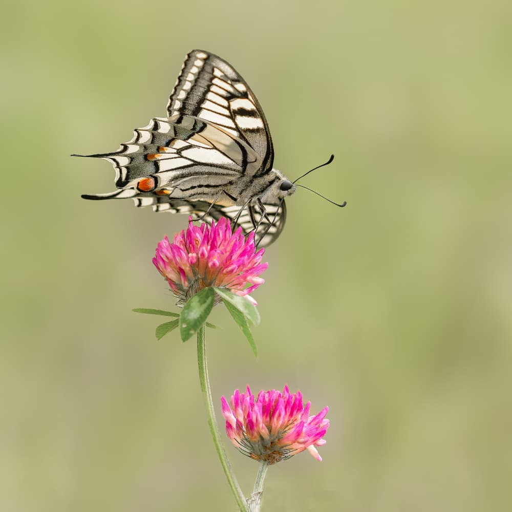 Pink Clover Butterfly by Annie Keizer — canvas wall art