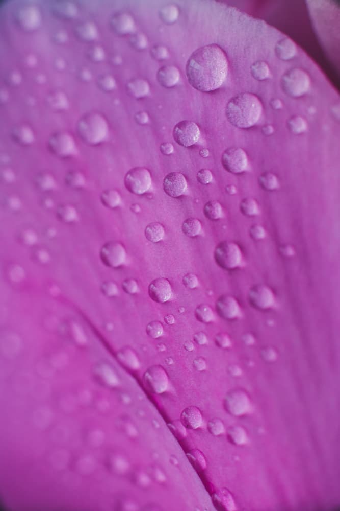 Pink Petal Dew Drops by Javier Pardina — canvas wall art