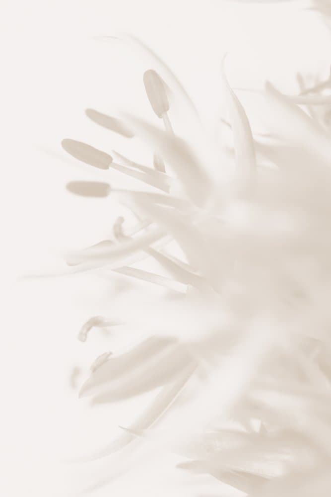 Delicate Floral Bloom by Pictufy Studio III — canvas wall art