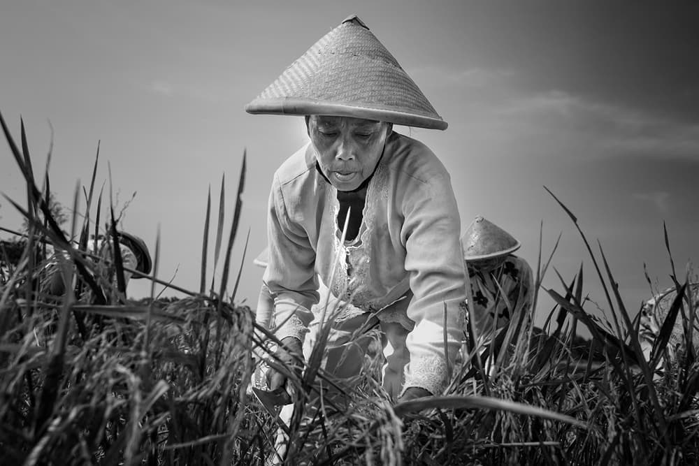Traditional Rice Farmer by Gunarto Song — canvas wall art