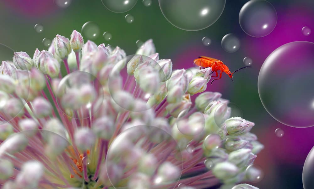 Orange Beetle Bubbles by Thierry Dufour — canvas wall art