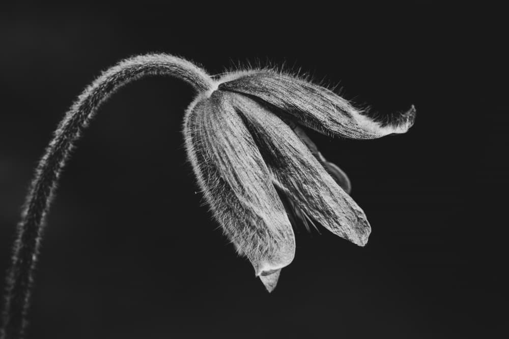 Graceful Monochrome Flower by Fred Louwen — canvas wall art