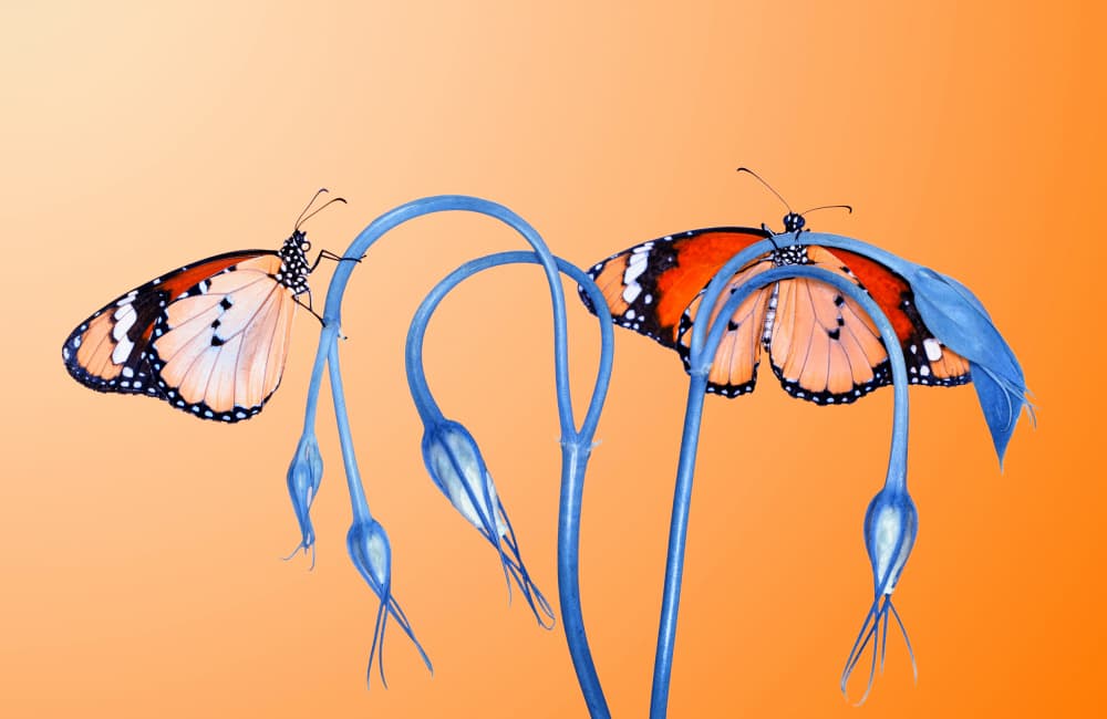 Vibrant Butterflies Blue Blooms by Mustafa öztürk — canvas wall art