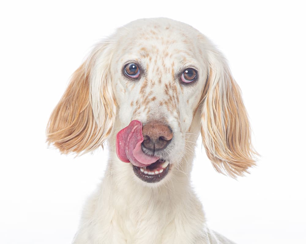 Sweet Setter Puppy by Ole Walter Sundlo — canvas wall art